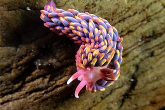 The photograph shows a close-up view of a rainbow sea slug, crawling on a textured, dark brown surface that appears to be submerged wood or rock. The nudibranch's body is predominantly purple and blue, adorned with numerous small, elongated cerata (protrusions) tipped with vibrant yellow and pink. Its rhinophores (sensory organs) and cerata display a striking contrast of colors, creating a visually appealing pattern. The background is blurred, focusi