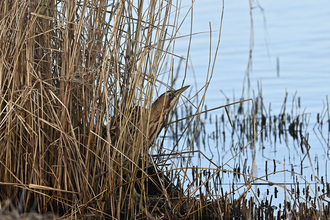 The photo shows a bittern (Botaurus stellaris) partially concealed within a dense stand of dry, brown reeds. The bird’s head and upper body are visible, its beak pointed slightly upward. The background is a calm body of water, with the reflections of the reeds visible on its surface. The overall mood is serene and natural, emphasizing the bird's camouflage and its wetland habitat.