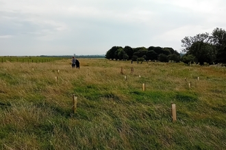 A wide, grassy field under a cloudy sky. A line of trees is visible in the mid-ground. Several people are seen in the distance, seemingly tending to young saplings, each marked with a small, light brown wooden stake.