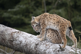 Two lynx on a falling tree, with a adult lynx cleaning its young kitten.