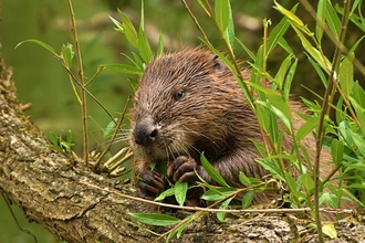 Beaver sitting behind a log and eating a leaf. Sam Alexander.