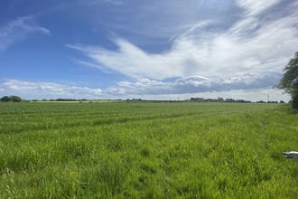 A photograph of a field with long green grass, with trees in the distance.
