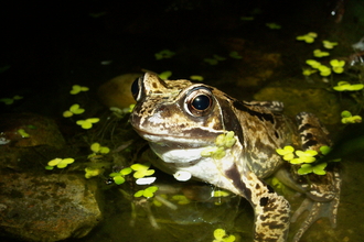 Frog looking out from a pond. Image by Margaret Holland.