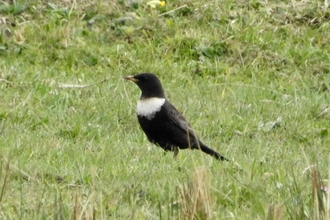 Ring ouzel standing in the grass. Image by Pauline Gilbertson.