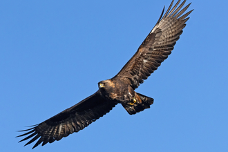 Golden eagle in flight.