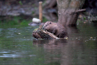 A beaver climbing on a log in a body of water.