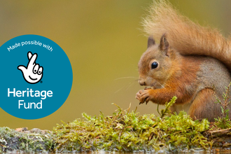 Red Squirrel with Heritage Funding Stamp - Red squirrel (Sciurus vulgaris). Image by: Mark Hamblin/2020VISION.