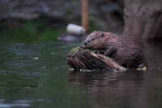 Beaver climbing onto a log. Image by Nina Constable.