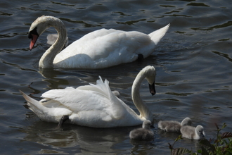 Two adult swans with a number of their cygnets in the water. Image by Raven Montague.