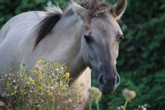 Konik pony in Slikken van de Heen