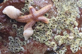 A Common Sea Star (Asterias rubens) in amongst Common Rock Barnacles (Semibalanus balanoides) and two Dog Whelks (Nucella lapillus).