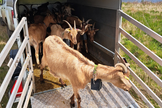 Goats exiting trailer onto Hauxley reserve with NoFence collars.