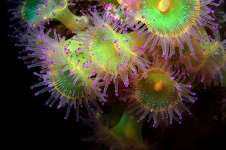 Jewel anemones in the water. Image by Sally Sharrock.