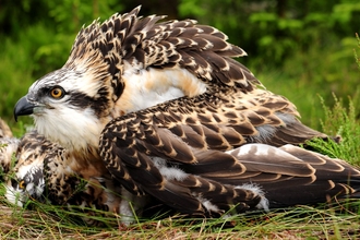 Young osprey sitting on the grass at Kielder. Image by Forestry England.