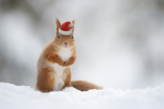 A red squirrel wearing a Santa hat looking towards the camera, sitting in snow, with a out of focus background.