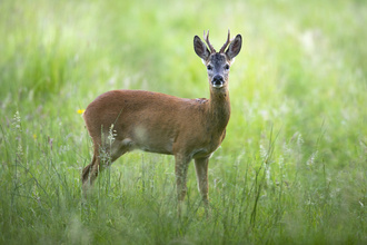 Young male roe deer standing in a field. Image by Jon Hawkins.