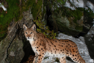 Lynx standing in the snow in front of a tree. Image by Berndt Fischer.