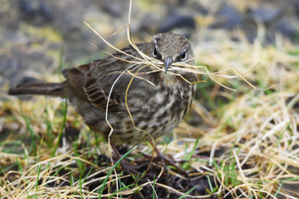 Rock pipit, a small brown bird, with dry grass in its beak to use as nesting material.