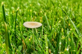 Close up of mushroom in grass with out of focus people walking in the background.