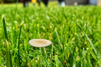 Close up of grass with people walking behind it. Image by Aaron Humphries.
