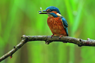 Kingfisher sitting on a tree branch. Image by Jon Hawkins Surrey Hills Photography.
