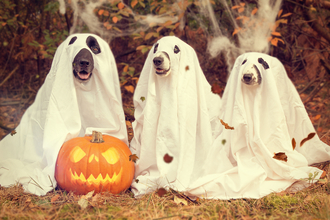 Three dogs with sheets over their heads behind a pumpkin. Image by Pixabay.
