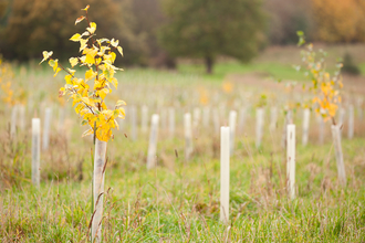 The image shows a young tree with bright yellow leaves in the foreground, surrounded by green grass and other newly planted trees. The background is blurred, but it appears to be a field or meadow with other trees in the distance.