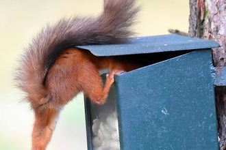 Red squirrel climbing into a squirrel feeder attached to a tree. Image by Carrie Calvert.