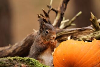 Red squirrel eating an an old pumpkin. Image by Andrew Hankinson..