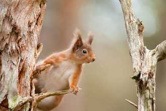 Red squirrel. Photo by MarkHamblin/2020VISION.