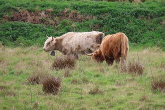 Two Highland cows in a field.