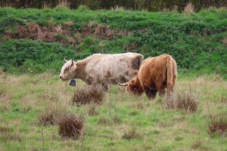 Two Highland cows in a field.
