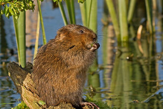 Water vole sitting on a mossy log in a pond, holding food with its front paws.