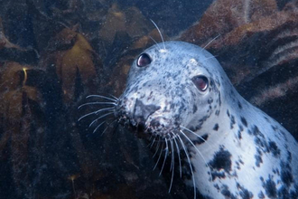 A Grey Seal underwater in amongst the kelp taken by Matthew Stephenson (@stevo_submerged)