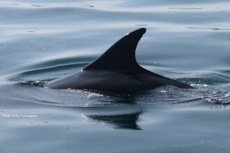 Close-up of a bottlenose dolphin’s dorsal fin above the surface of calm water.