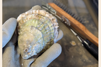 Gloved hand holding a rough, greenish oyster shell with a wire brush in the background.