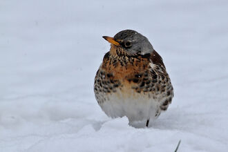 Fieldfare standing in the snow. Image by Margaret Holland.