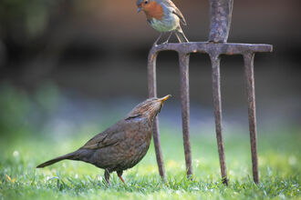 Robin sitting on a garden fork looking down at a blackbird. Image by Jon Hawkins @ Surrey Hills Photography.