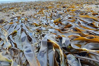 Large mass of brown kelp washed up on a sandy beach.