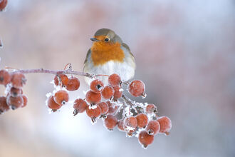 Robin sitting on a branch of snow covered berries. Image by Mark Hamblin 2020 VISION.