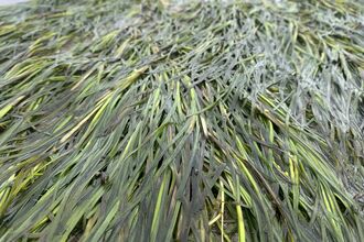 Close-up of green seagrass blades lying densely on a wet surface.