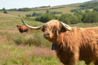 Highland cow.