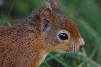 Side profile of red squirrel. Image by Linda Baker.