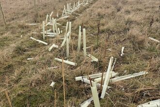 Vandalised trees in a field. Image by Helen Walsh.
