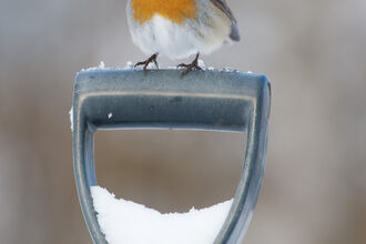 Robin sitting on a snow covered garden spade. Image by Peter Cairns.