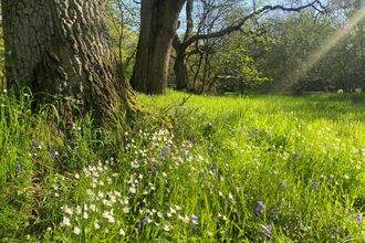 Sunlit woodland clearing with tall trees, green grass, and small white wildflowers.