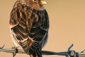 Twite sitting on barbed wire. Image by Tom Marshall.