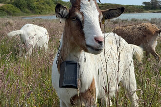Goat with long curved horns standing in tall grass near a lake, wearing a tracking device around its neck, with other goats grazing in the background.
