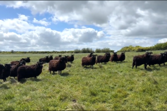 Conservation Grazing at East Chevington