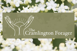 Banner showing white elderflower blossoms in the background with a centred logo featuring two stylized hands surrounding a rising sun and the text ‘The Cramlington Forager’.